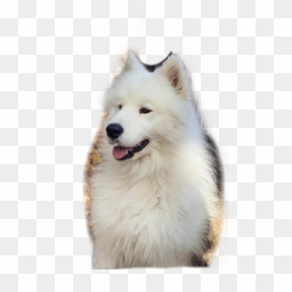 Yoshi Sticker - American Eskimo Dog, HD Png Download