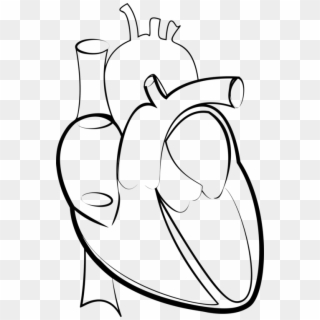 Drawing Line Art Heart Hartlijn - Human Heart Drawing Png, Transparent Png