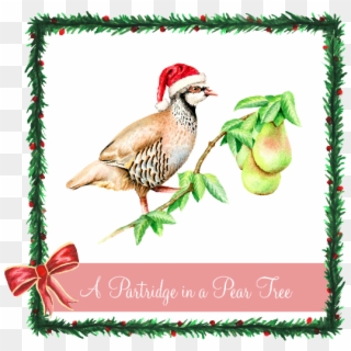 A Partridge In A Pear Tree - Words For Partridge In A Pear Tree, HD Png Download