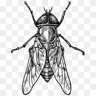 Mosca, Escarabajo, Insecto, Alas, Insectos, Tábano - Line Drawing Of Insects, HD Png Download