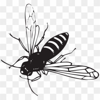 Drawn Insect Winged Insect - Black Insect With White Stripes, HD Png Download