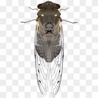 Animals Bug Cicada Insect Wings Png Image - Cicada Clipart, Transparent Png