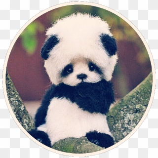 #cute #baby #panda #bear #asian #black #white #small - عکس پاندا برای پروفایل, HD Png Download