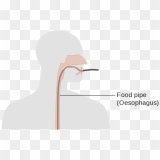 Anatomy, Functions, And Diseases Of The Esophagus - Illustration, HD Png Download