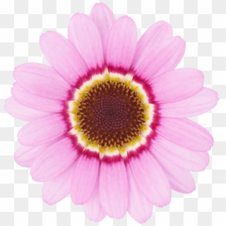 Click - Marguerite Daisy, HD Png Download