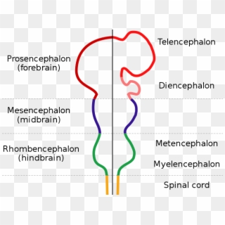 Forebrain Midbrain Hindbrain, HD Png Download