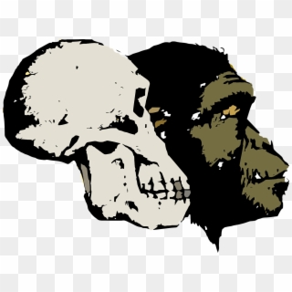 Cat Scans Of Fossil Skulls Disprove Alleged Apemen - Skull Evolution Png, Transparent Png