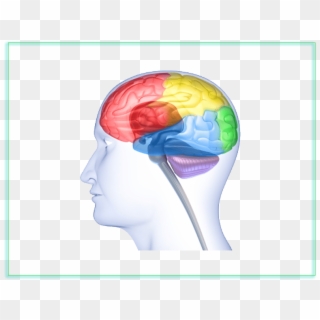 Clipart Brain Neuroscientist - Neurobiology Clipart, HD Png Download
