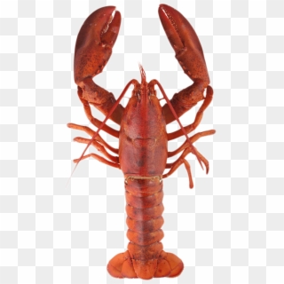 Lobster Top - Red Lobster - Full Body Seafood Art, HD Png Download