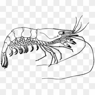 Drawn Lobster Small Crustacean - Prawn Black And White, HD Png Download