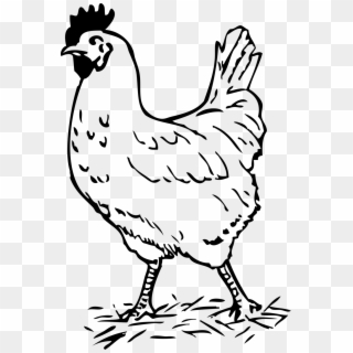 Picture Of A Rooster - Hen Images Black And White, HD Png Download