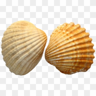 Shell Png Image File - Sea Shell, Transparent Png