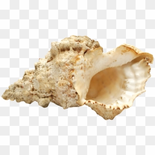 Shell Free Png Image - Sea Shell Images Hd Png, Transparent Png