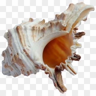 Download Ocean Sea Shell Png Transparent Image - Shell Seashell Png, Png Download