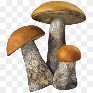 Mushroom Png Image - Mushroom Png, Transparent Png