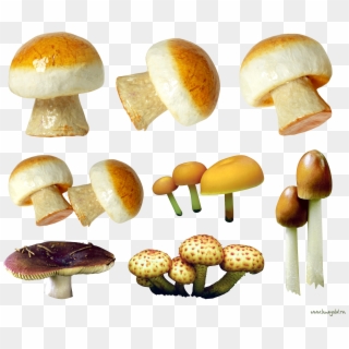 Variety Of Mushrooms Png Image - Long Mushrooms, Transparent Png