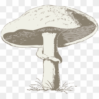 Common Mushroom Drawing Edible Mushroom Mushroom Festival - Mushroom Black And White, HD Png Download