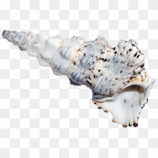 Sea Ocean Shell Png Image - Portable Network Graphics, Transparent Png