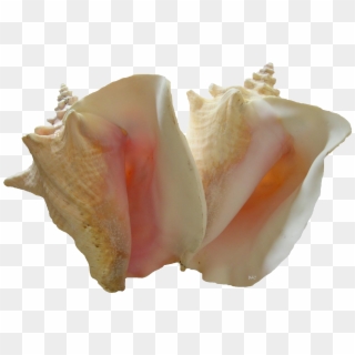 Conch Shell Png Pic - Conchs, Transparent Png