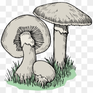 Big Image - Mushroom Drawing Png, Transparent Png