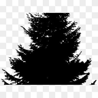 Pine Trees Silhouette - Silhouette Of A Pine Tree, HD Png Download