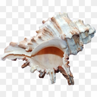 Png Seashell, Transparent Png