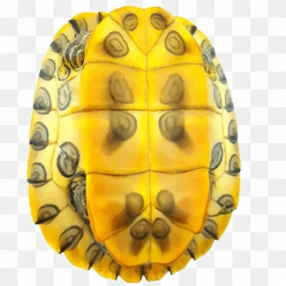 Turtle Shell Png Image Background - Casco De Tartaruga Png, Transparent Png
