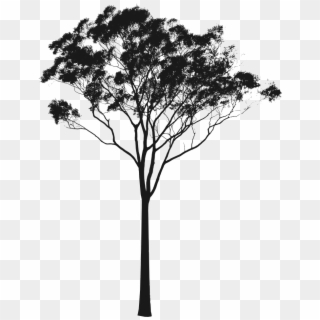Eucalyptus Or Gum Silhouette Australia Pinterest - Australian Tree Silhouette Png, Transparent Png