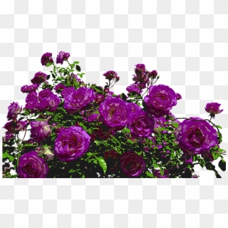 Purple Roses Png, Transparent Png