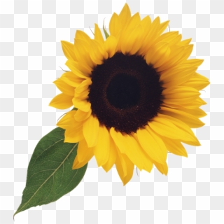 Free Sunflower Clipart Png - Transparent Background Sunflower Clipart, Png Download