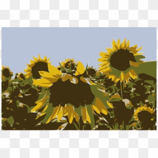 Sunflower M Sunflower Seed Sunflowers , Png Download - Sunflower, Transparent Png