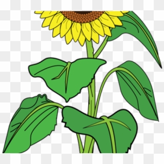 Image Transparent Stock Girl Free On Dumielauxepices - Clipart Picture Of Sunflower, HD Png Download