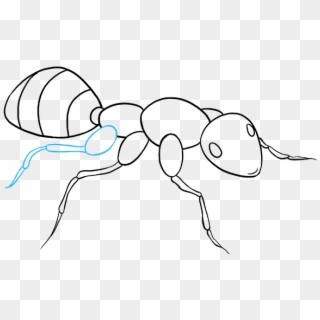 680 X 678 9 - Draw An Ant, HD Png Download
