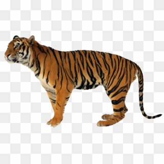 Tiger Hd Images Free Download Tiger Images Free Download - Thylacine Pathfinder, HD Png Download