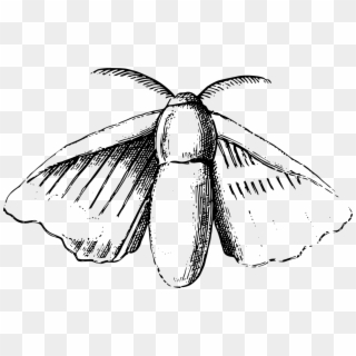 Download Png - Silk Moth Drawing, Transparent Png