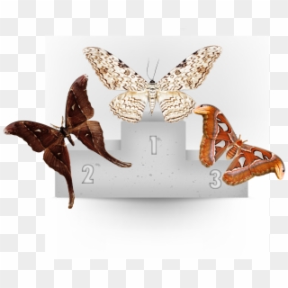 Congrats To The White Witch Moth For Being The Largest, HD Png Download