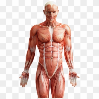 Human Body Front And Back, HD Png Download
