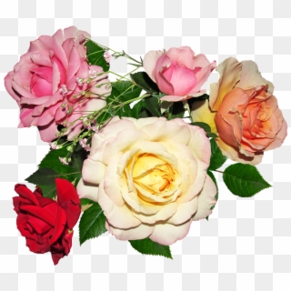 Rose, Flower, Petal, Bouquet, Love - Garden Roses, HD Png Download
