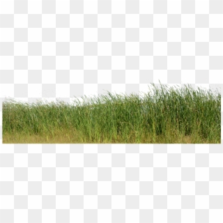 Grass, Grass No Background, Nature, Green, Plant - Nature Png Image For Background, Transparent Png