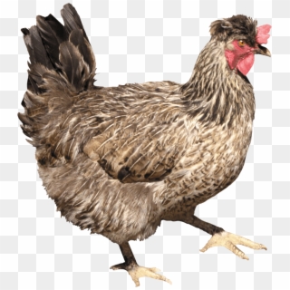 Chicken Png - Png Chicken, Transparent Png