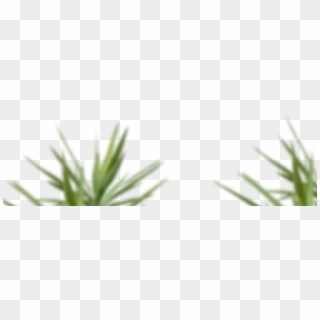 Skip To Content - Grass, HD Png Download