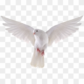 Pigeon Png Clipart - Transparent Background Dove Png, Png Download
