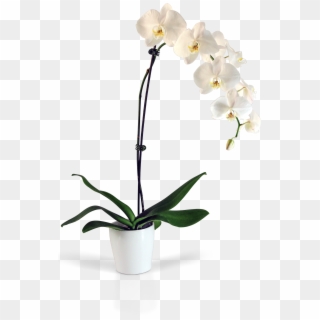 Optimized Orchid Hq Cliparts, HD Png Download