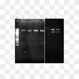 Extraction Of Transformed Plasmid (pet-28a Recombinant - Monochrome, HD Png Download