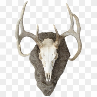 Deer Skull Png, Transparent Png