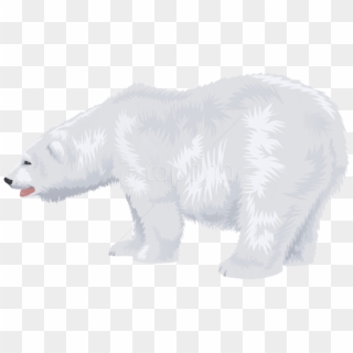 Polar Bear Alpha, HD Png Download(910x480) - PngFind