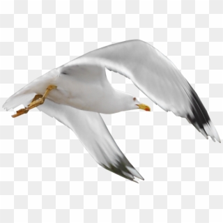 Gull Png - Oiseaux De Mer Png, Transparent Png