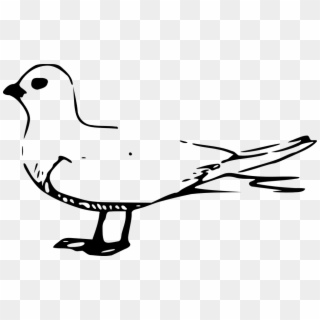 Bird Gull Seagull Water Webbed Feet - Fairy Tern Bird Drawing, HD Png Download