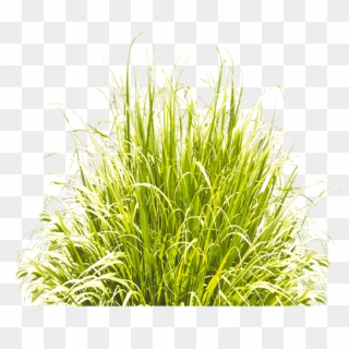 Grass Green Icon Download Free Image Clipart - Sweet Grass, HD Png Download