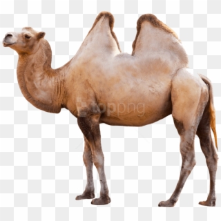 Free Png Download Camel Png Images Background Png Images - Animal Png, Transparent Png